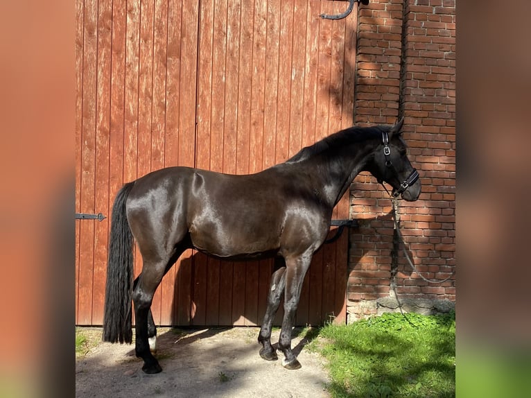 Hannoveraan Ruin 11 Jaar 175 cm Zwart in Kisserow