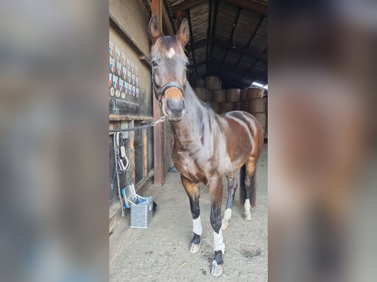 Hannoveraan Ruin 11 Jaar 176 cm Donkerbruin in Brokstedt