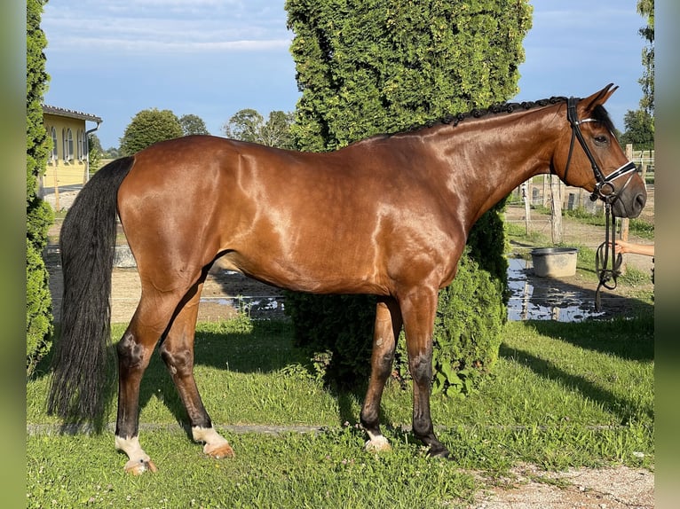 Hannoveraan Ruin 11 Jaar 178 cm Bruin in Ettringen