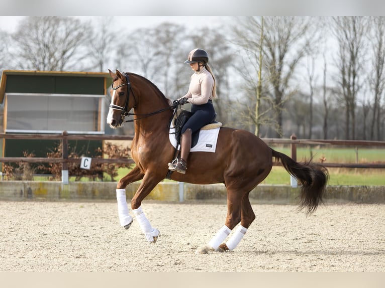 Hannoveraan Ruin 11 Jaar 178 cm Donkere-vos in Steensel