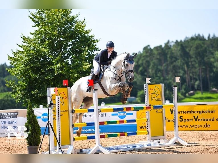 Hannoveraan Ruin 11 Jaar 178 cm Schimmel in Essingen