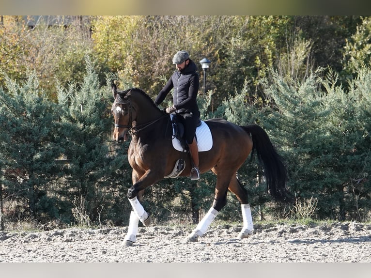Hannoveraan Ruin 11 Jaar 180 cm Falbe in Noain (Navarra)
