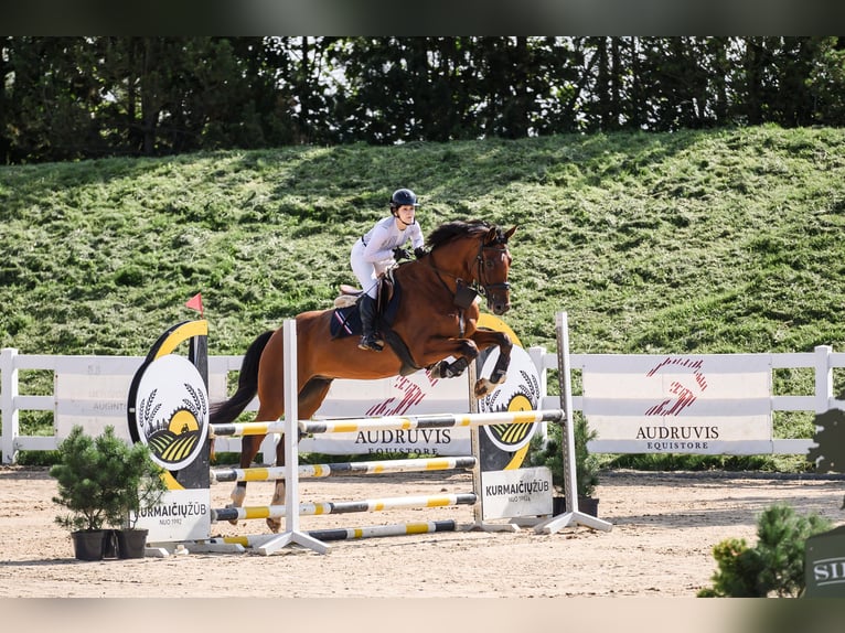 Hannoveraan Ruin 11 Jaar 180 cm Roodbruin in Zagare