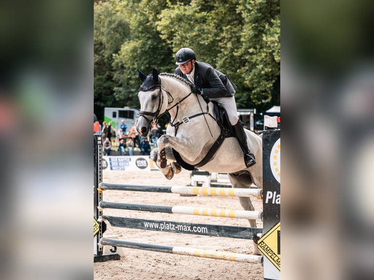 Hannoveraan Ruin 11 Jaar 181 cm Schimmel in Holdorf