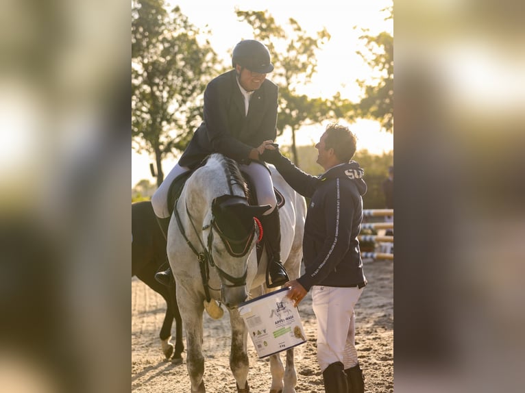 Hannoveraan Ruin 11 Jaar 181 cm Schimmel in Holdorf