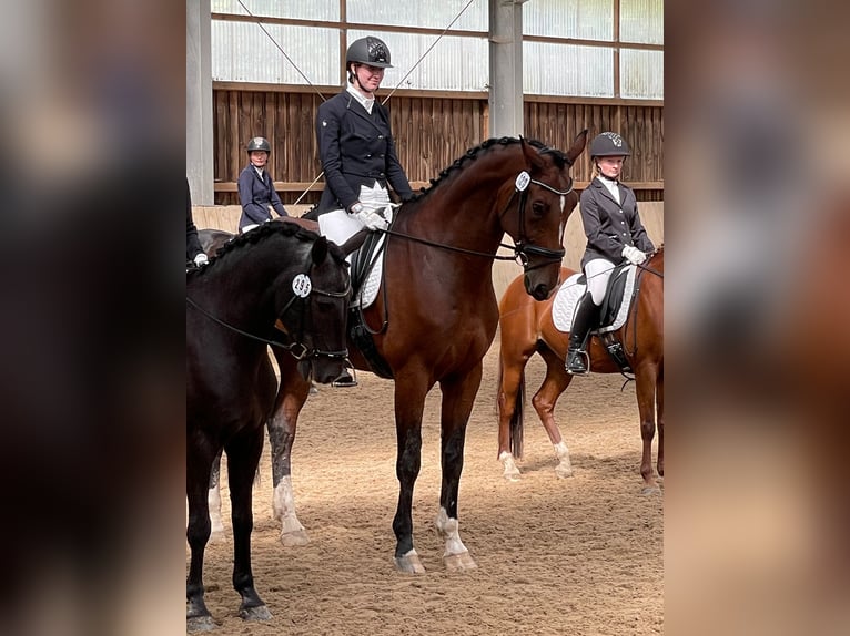 Hannoveraan Ruin 11 Jaar 182 cm Bruin in Winsen (Aller)