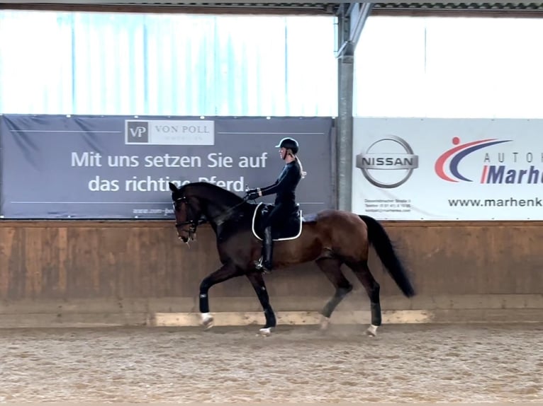 Hannoveraan Ruin 11 Jaar 182 cm Bruin in Winsen (Aller)