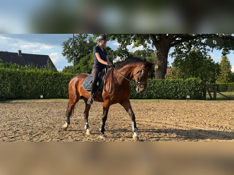 Hannoveraan Ruin 11 Jaar 182 cm Bruin in Winsen (Aller)