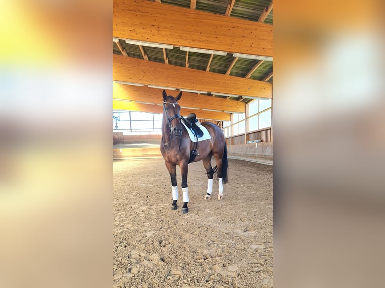 Hannoveraan Ruin 11 Jaar 189 cm Bruin in Stoetze