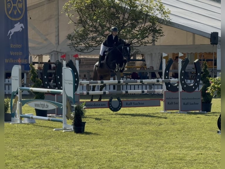 Hannoveraan Ruin 12 Jaar 163 cm Zwartbruin in Everswinkel