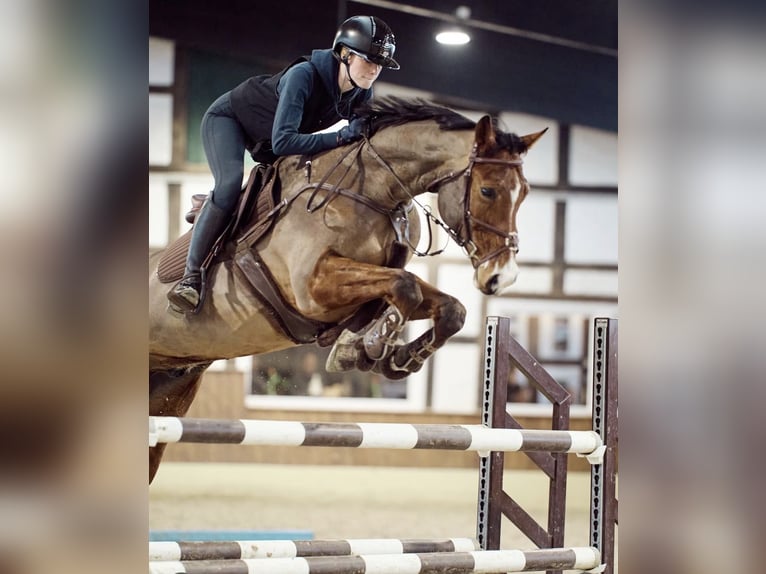 Hannoveraan Ruin 12 Jaar 165 cm Bruin in Rosengarten