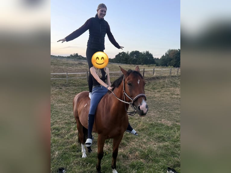 Hannoveraan Ruin 12 Jaar 165 cm Bruin in Rosengarten