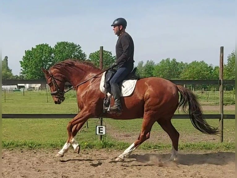 Hannoveraan Ruin 12 Jaar 166 cm Vos in Oevel