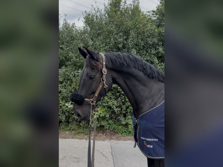 Hannoveraan Ruin 12 Jaar 166 cm Zwartbruin in Ratingen