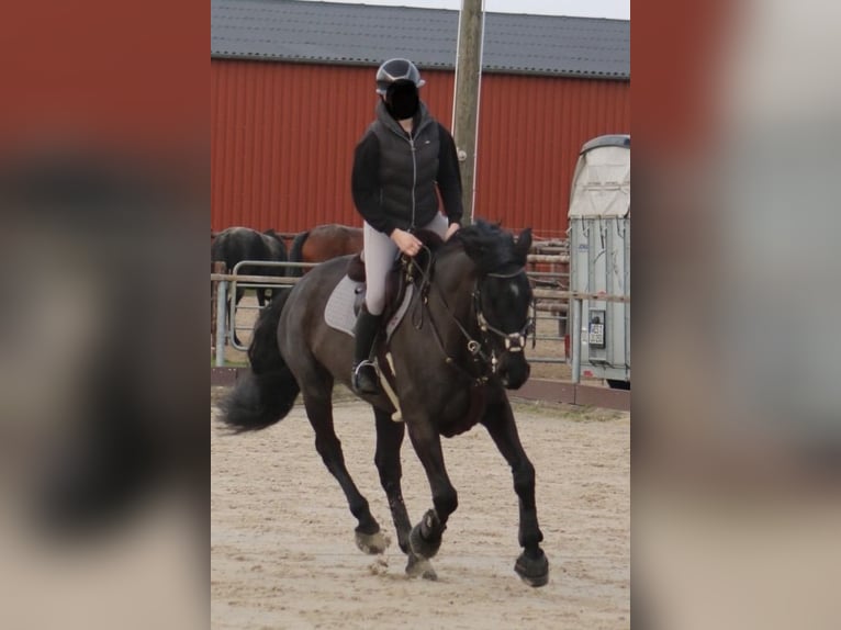 Hannoveraan Ruin 12 Jaar 166 cm Zwartbruin in Ratingen