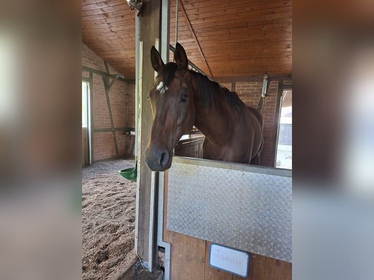 Hannoveraan Ruin 12 Jaar 167 cm Bruin in Dornhan
