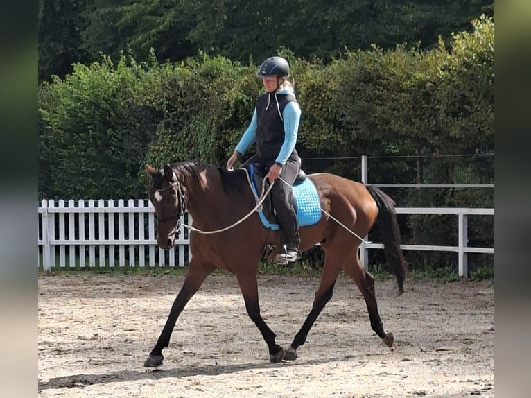 Hannoveraan Ruin 12 Jaar 167 cm Bruin in Dornhan