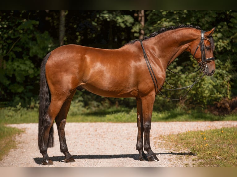 Hannoveraan Ruin 12 Jaar 167 cm Bruin in Wehringen
