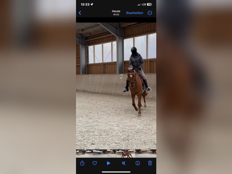 Hannoveraan Ruin 12 Jaar 167 cm Vos in Bischofsgr&#xFC;n