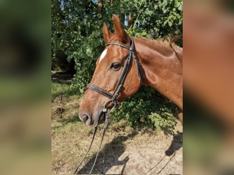 Hannoveraan Ruin 12 Jaar 167 cm Vos in Lohmen