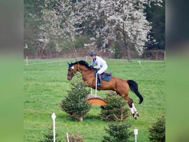 Hannoveraan Ruin 12 Jaar 168 cm Bruin in Altensteig