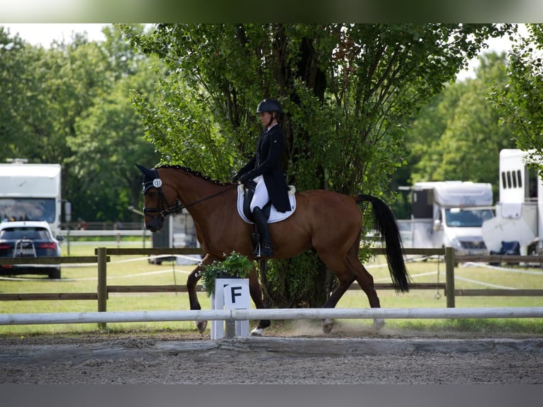 Hannoveraan Ruin 12 Jaar 168 cm Bruin in Altensteig