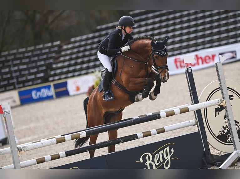 Hannoveraan Ruin 12 Jaar 168 cm Bruin in Altensteig
