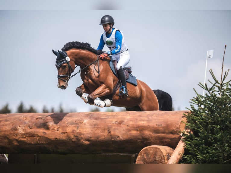 Hannoveraan Ruin 12 Jaar 168 cm Bruin in Gödenstorf