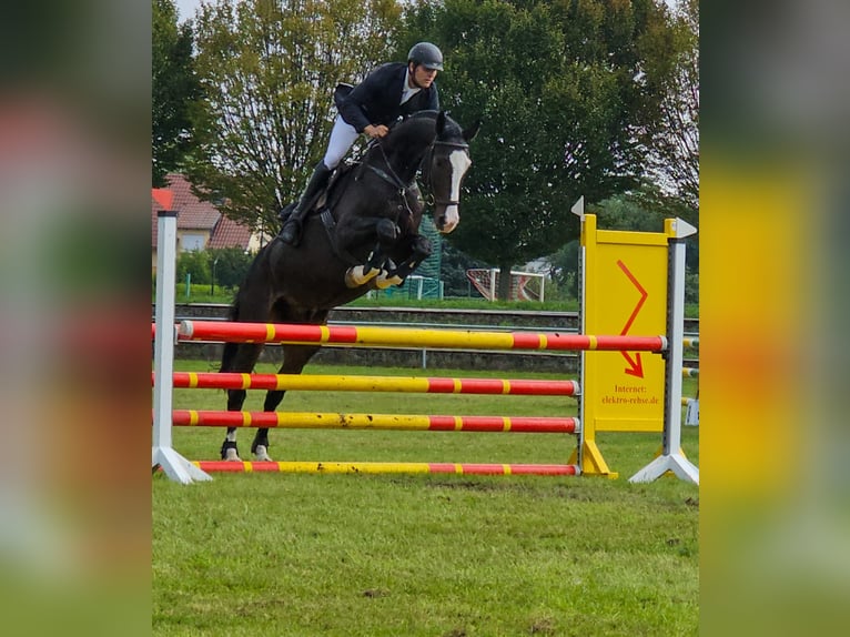 Hannoveraan Ruin 12 Jaar 168 cm Donkerbruin in Sassenburg