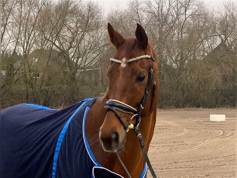 Hannoveraan Ruin 12 Jaar 168 cm Vos in Verden (Aller)