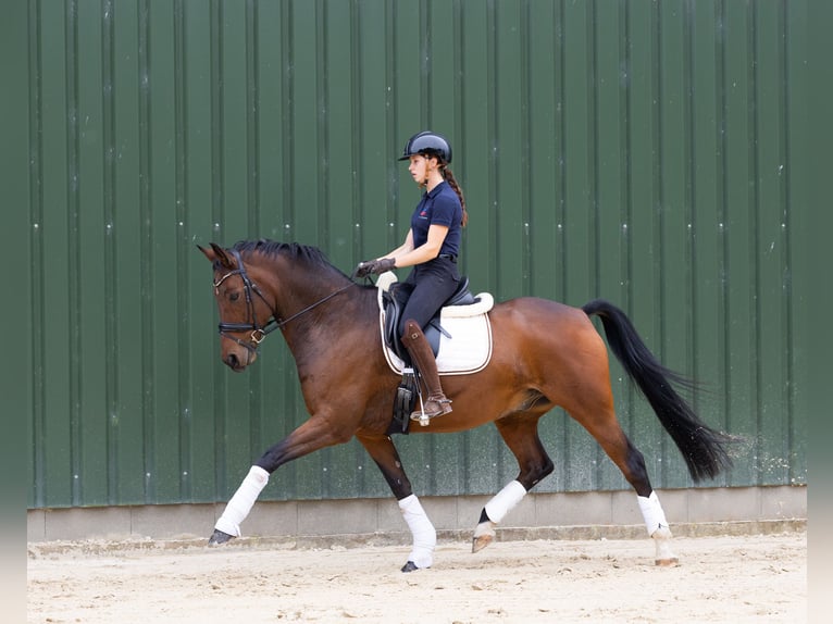 Hannoveraan Ruin 12 Jaar 169 cm Bruin in Grebin