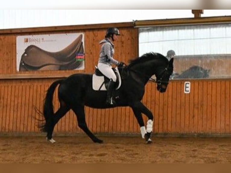 Hannoveraan Ruin 12 Jaar 169 cm Zwartbruin in Bad Bevensen