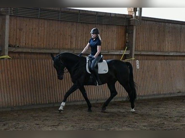 Hannoveraan Ruin 12 Jaar 169 cm Zwartbruin in Bad Bevensen