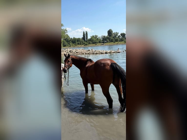 Hannoveraan Ruin 12 Jaar 170 cm Bruin in Mannheim