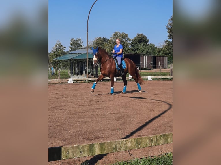 Hannoveraan Ruin 12 Jaar 170 cm Vos in Kollow
