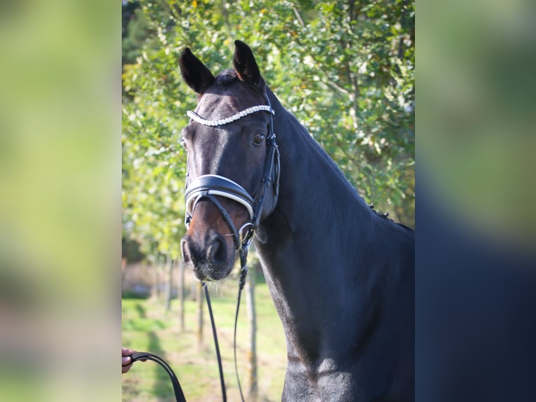 Hannoveraan Ruin 12 Jaar 170 cm Zwartbruin in Verden (Aller)