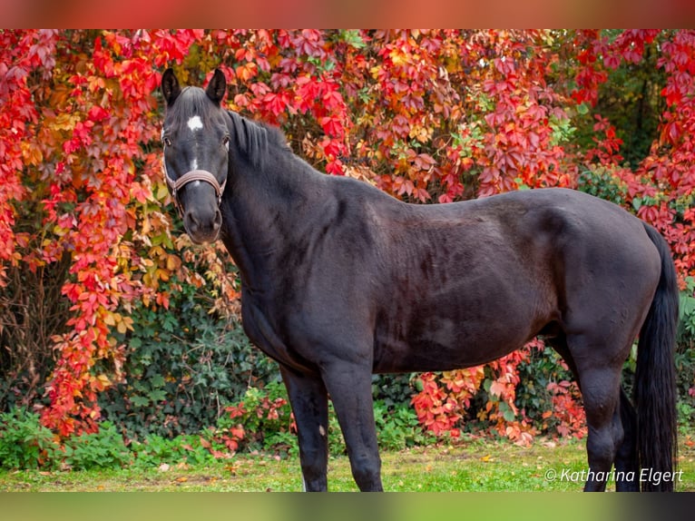 Hannoveraan Ruin 12 Jaar 170 cm Zwartbruin in Eppelheim