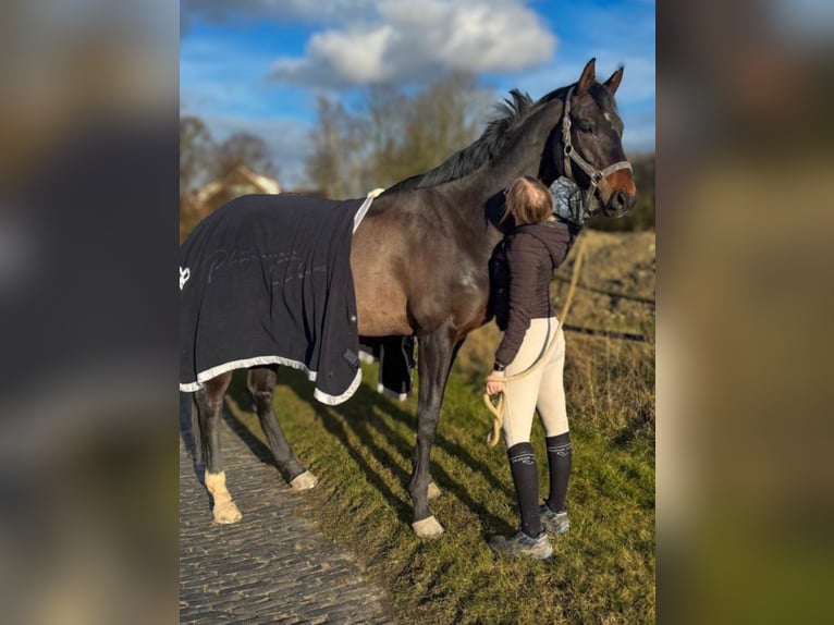 Hannoveraan Ruin 12 Jaar 171 cm Donkerbruin in Wangerland