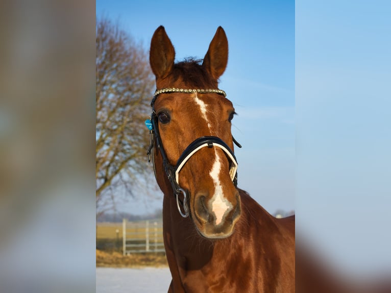 Hannoveraan Ruin 12 Jaar 172 cm Bruin in Kraiburg am Inn