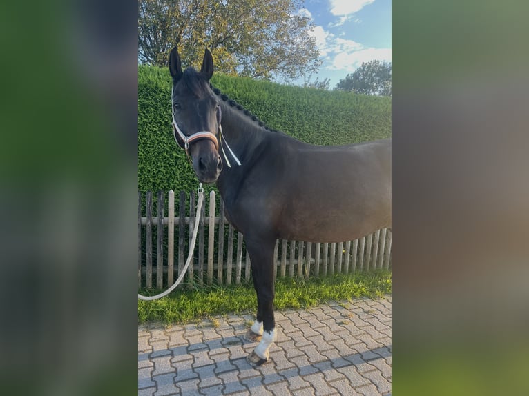 Hannoveraan Ruin 12 Jaar 172 cm Donkerbruin in Holzkirchen