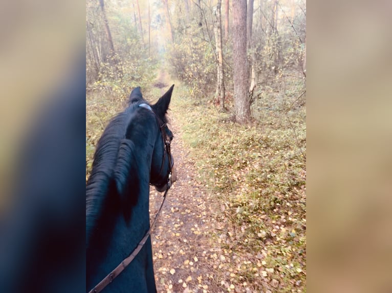 Hannoveraan Ruin 12 Jaar 172 cm Donkerbruin in Ibbenbüren