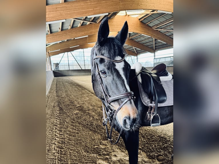 Hannoveraan Ruin 12 Jaar 172 cm Donkerbruin in Ibbenbüren