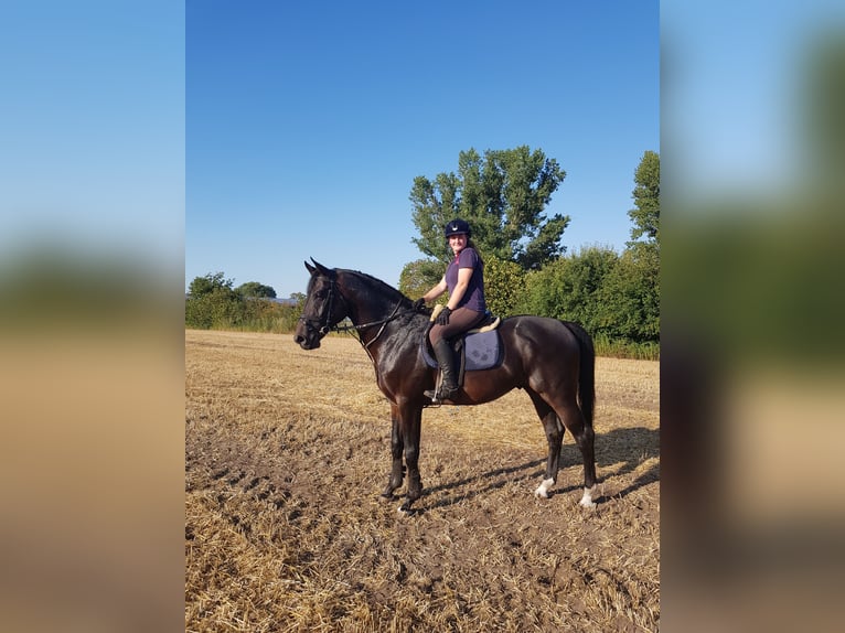 Hannoveraan Ruin 12 Jaar 173 cm Zwartbruin in Walchum