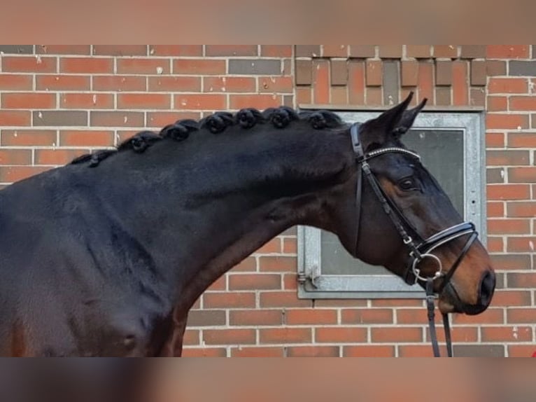 Hannoveraan Ruin 12 Jaar 173 cm Zwartbruin in Walchum