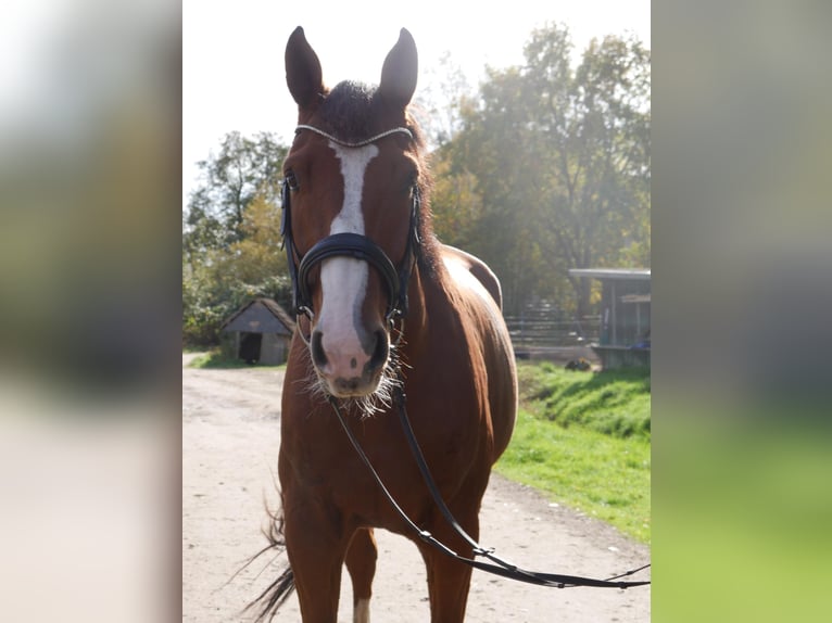 Hannoveraan Ruin 12 Jaar 174 cm Bruin in Kirchberg an der Jagst