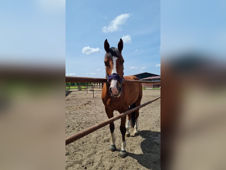 Hannoveraan Ruin 12 Jaar 174 cm Bruin in Kirchberg an der Jagst