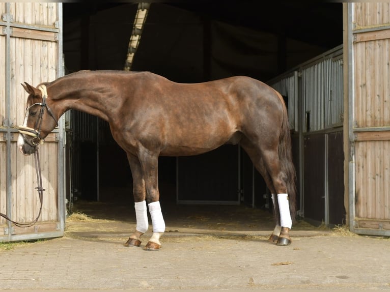 Hannoveraan Ruin 12 Jaar 174 cm Donkere-vos in Geilenkirchen