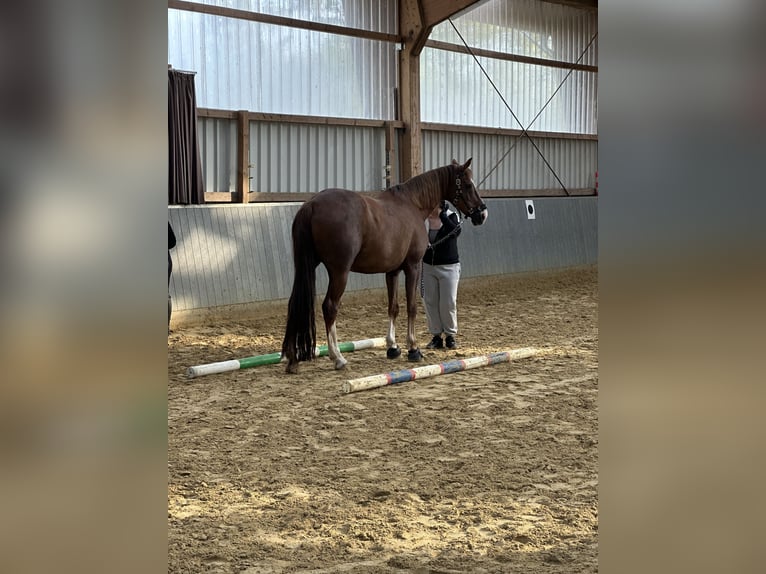 Hannoveraan Ruin 12 Jaar 174 cm Donkere-vos in Dortmund