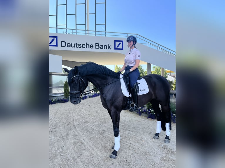 Hannoveraan Ruin 12 Jaar 175 cm Zwart in Krefeld