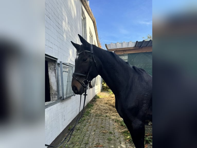 Hannoveraan Ruin 12 Jaar 175 cm Zwartbruin in Horn-Bad Meinberg